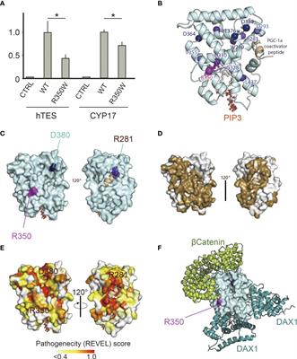 A novel variant of NR5A1, p.R350W implicates potential interactions with unknown co-factors or ligands